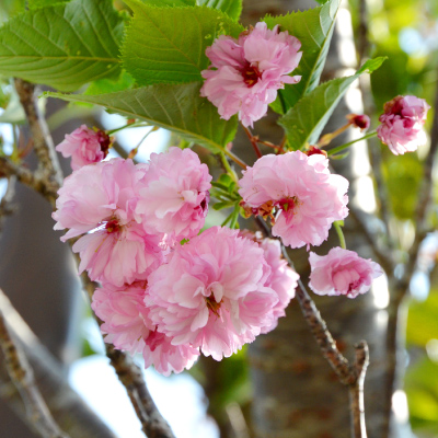 太田桜